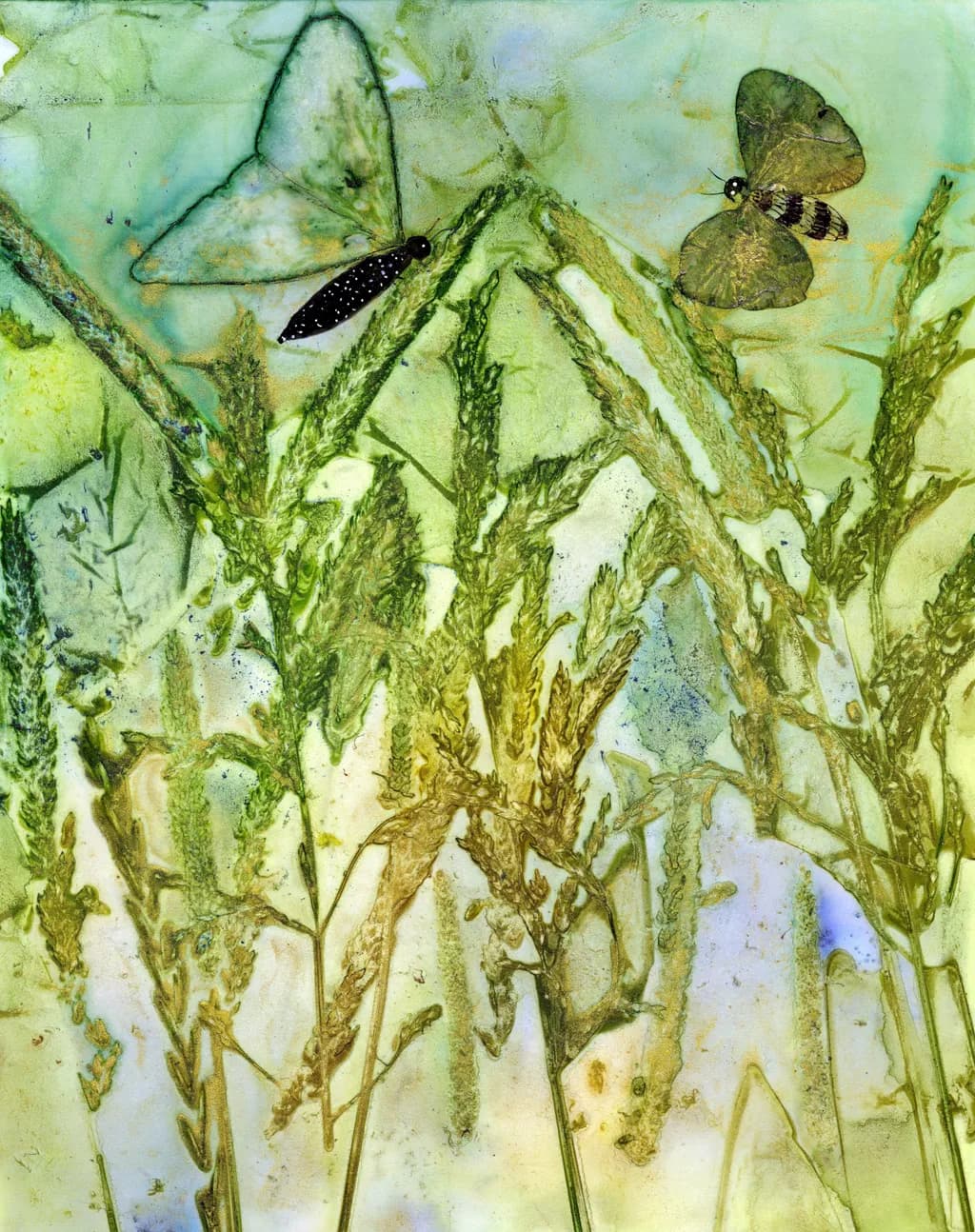 Marsh Moths