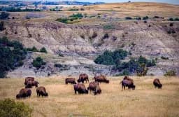 Prairie Bison Herd