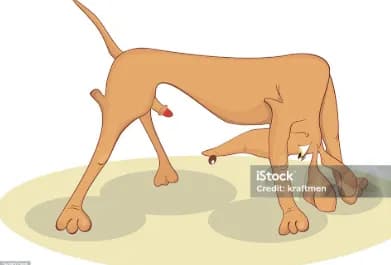 Curious Canine