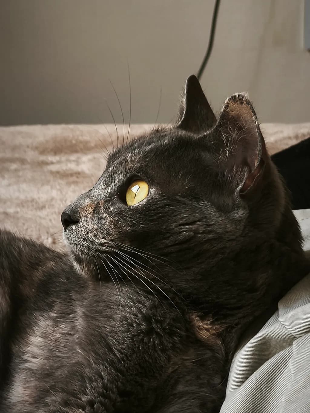 Golden Gaze