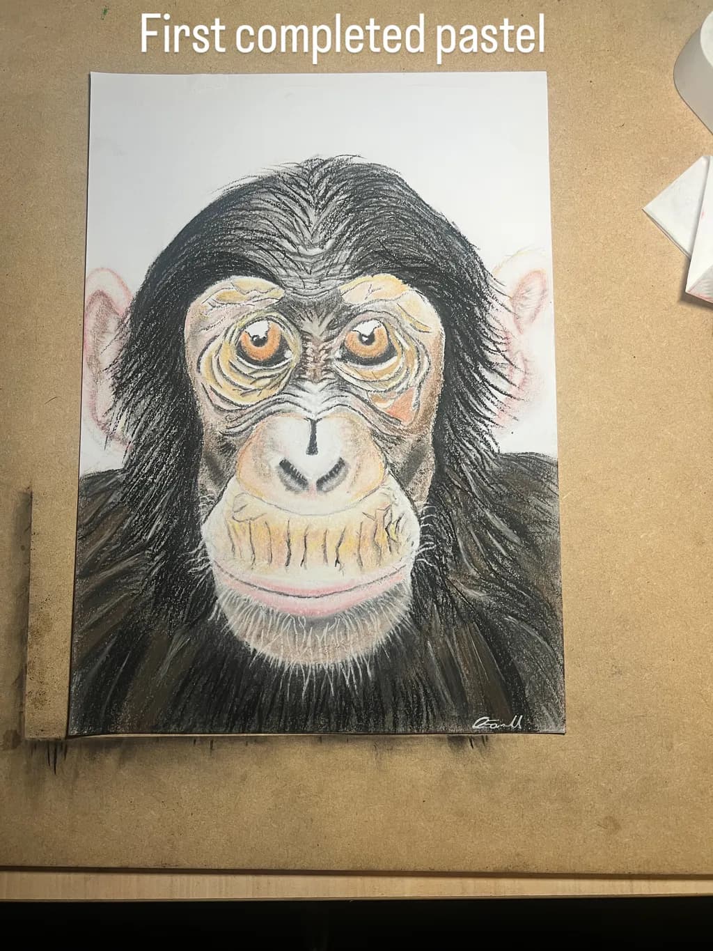 Chimpanzee Portrait