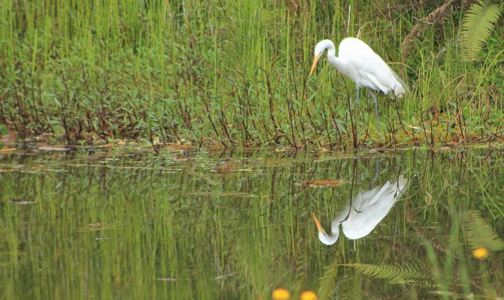 Reflections in Stillness
