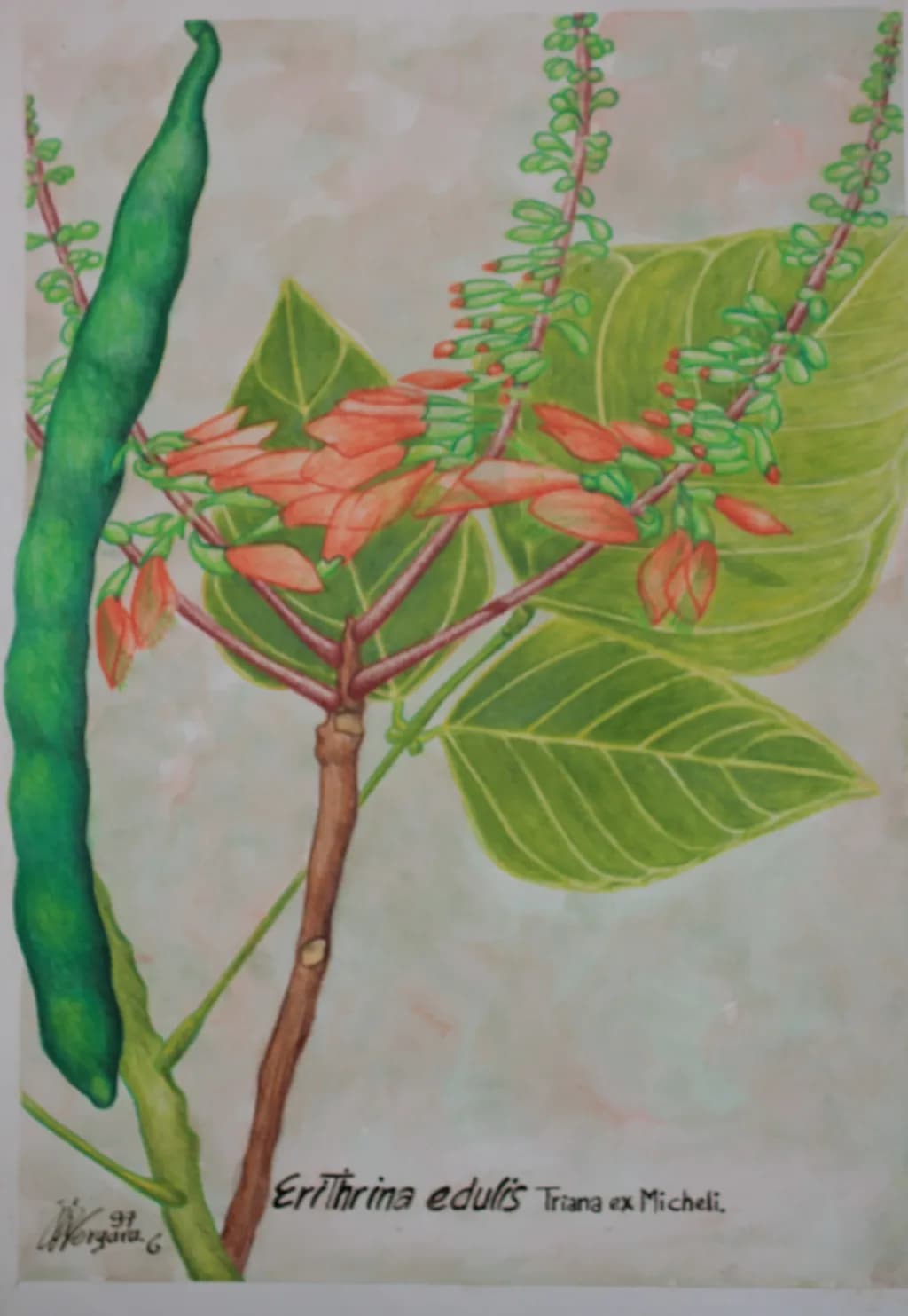 Erythrina Edulis