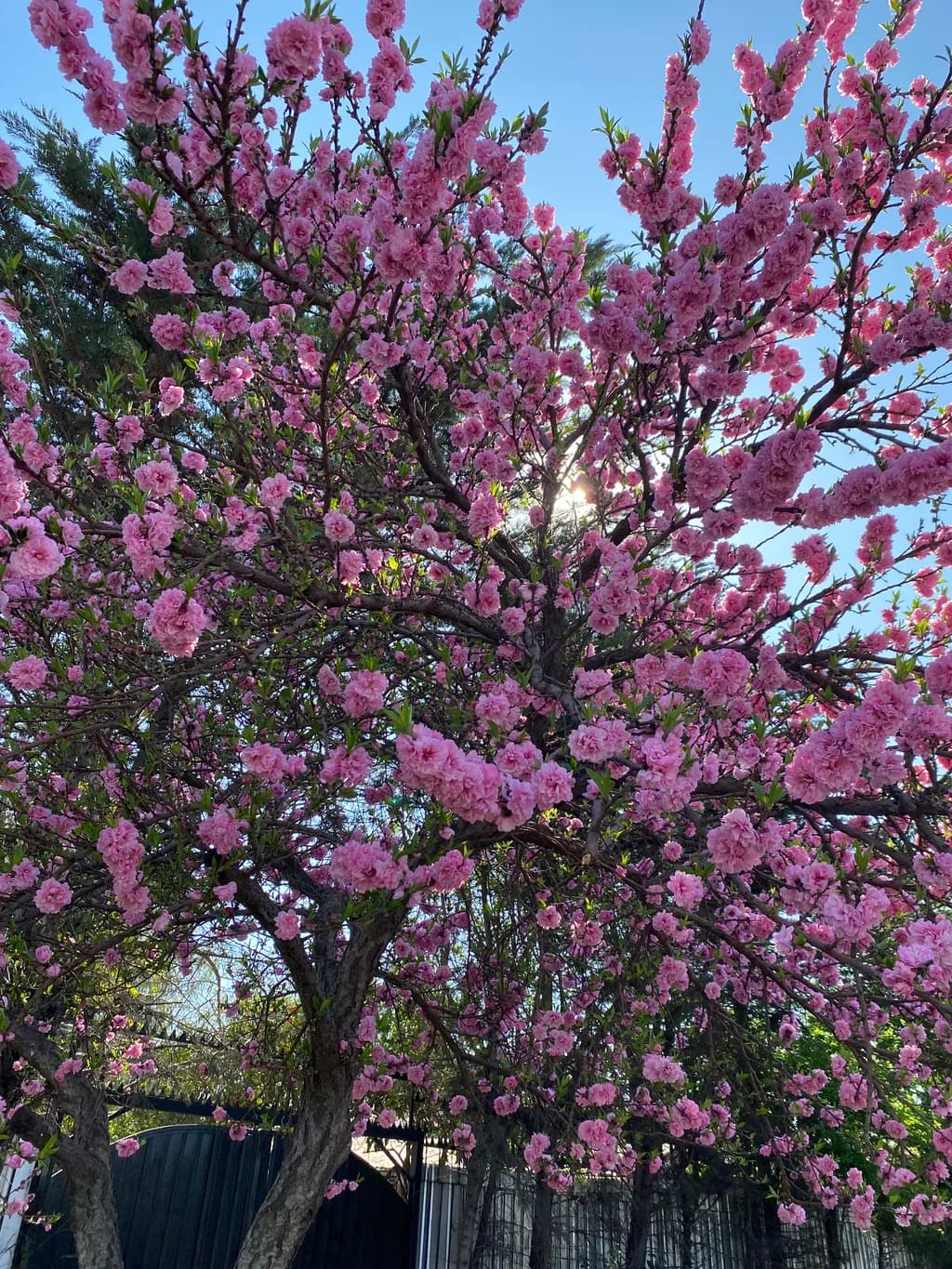Pink Blossoms in Spring