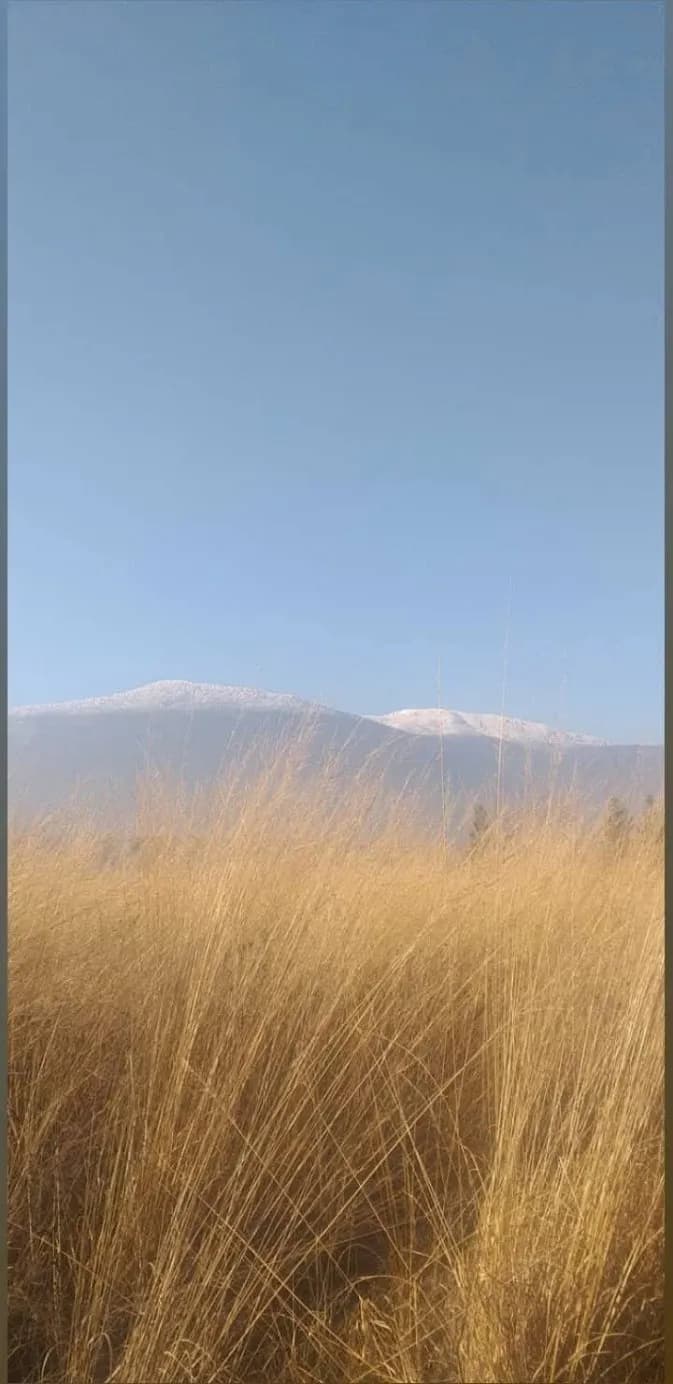 Golden Grasses and Mountains