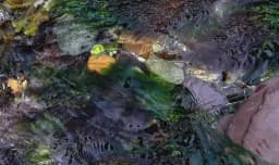 Underwater Mosaic