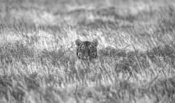 Tiger in Tall Grass
