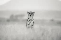 Cheetah in Mist