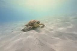 Gentle Drift