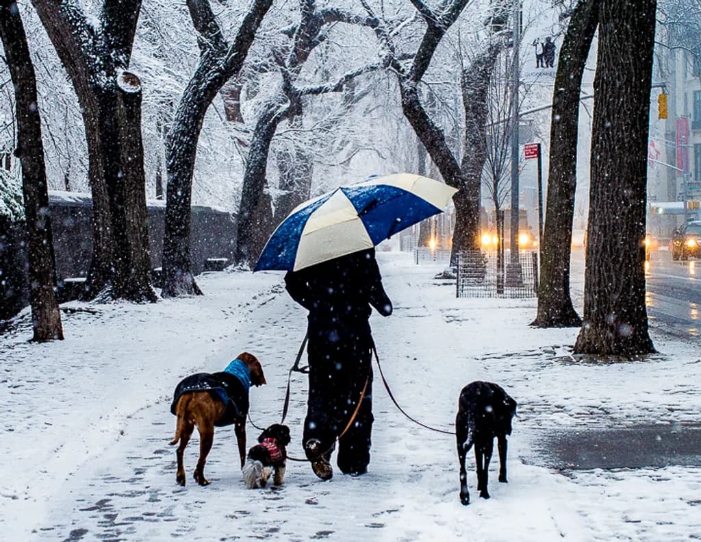 Winter Walks