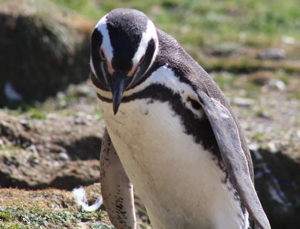 Penguin Portrait
