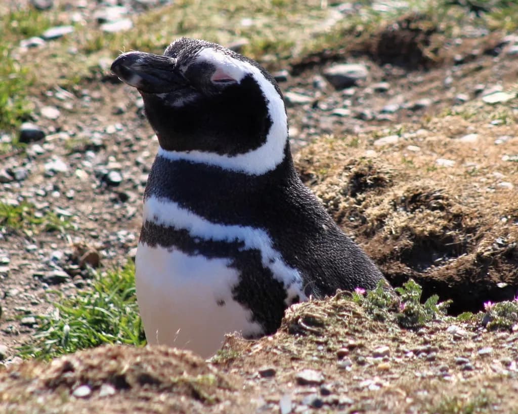 Sunlit Penguin Serenity