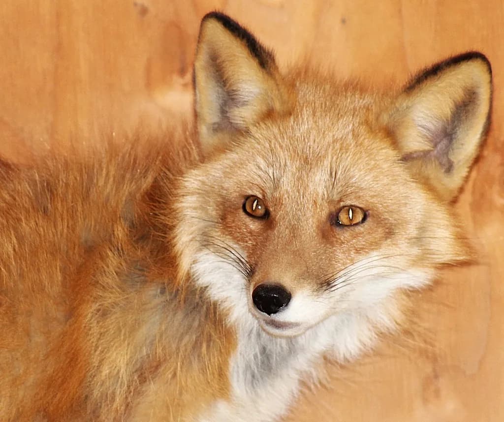Lifelike Fox Portrait