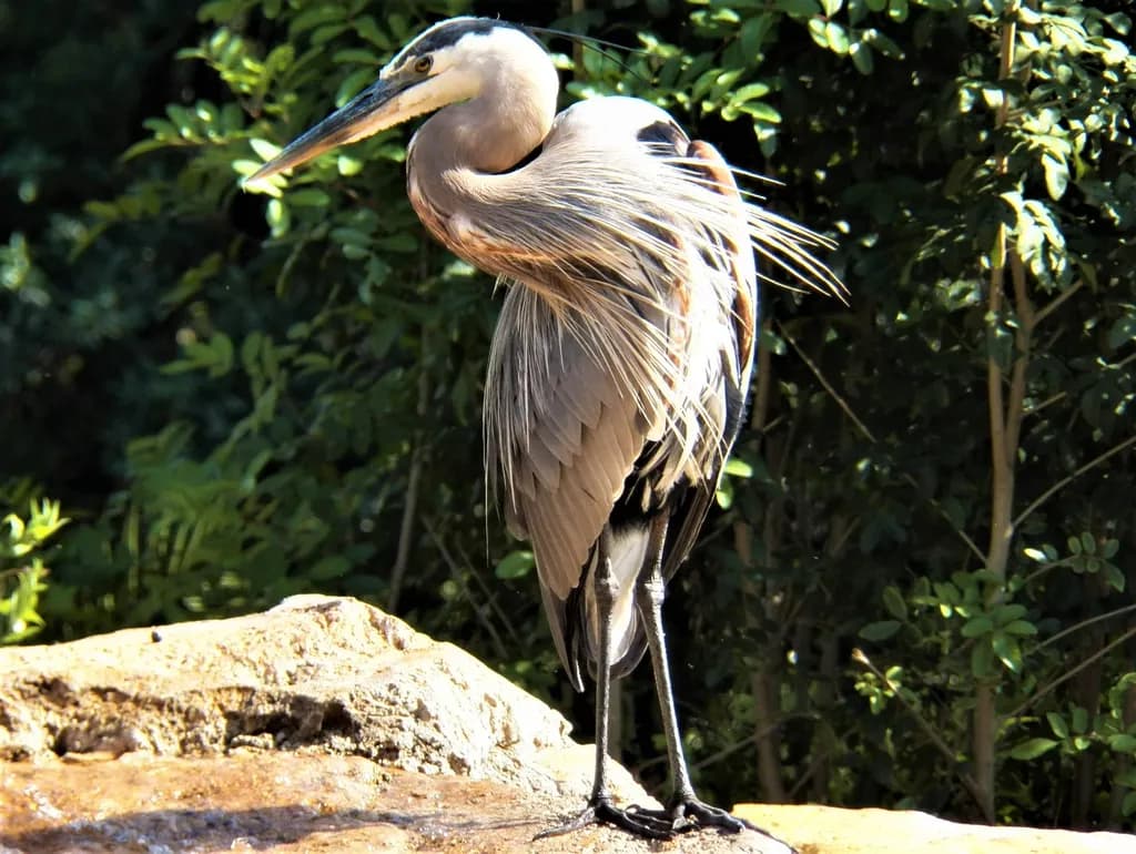 Majestic Heron