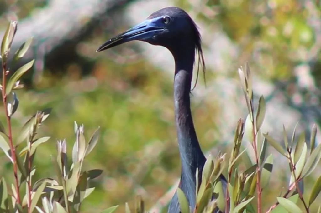 Elegant Heron in Greenery