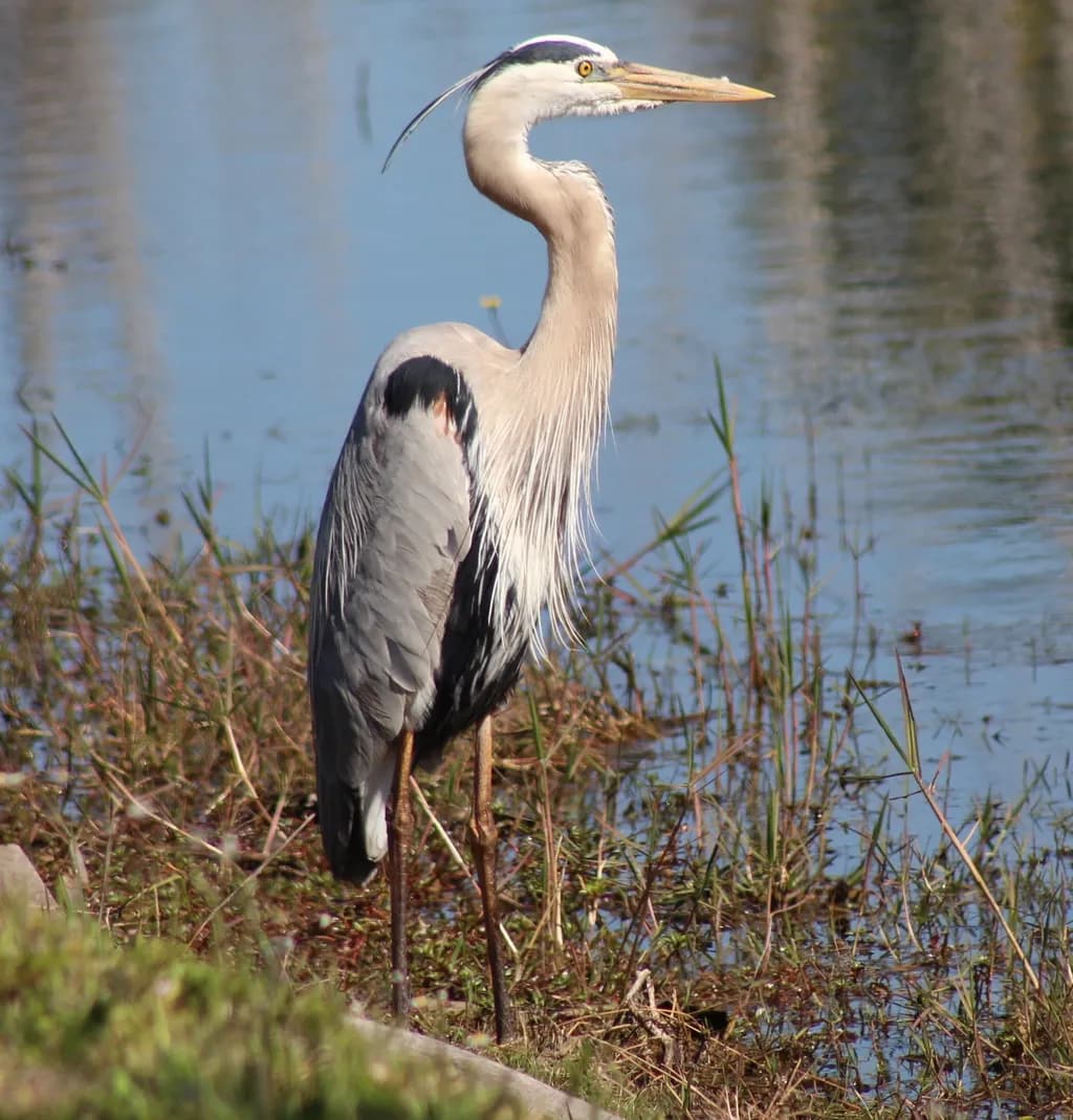 Graceful Heron by the Water
