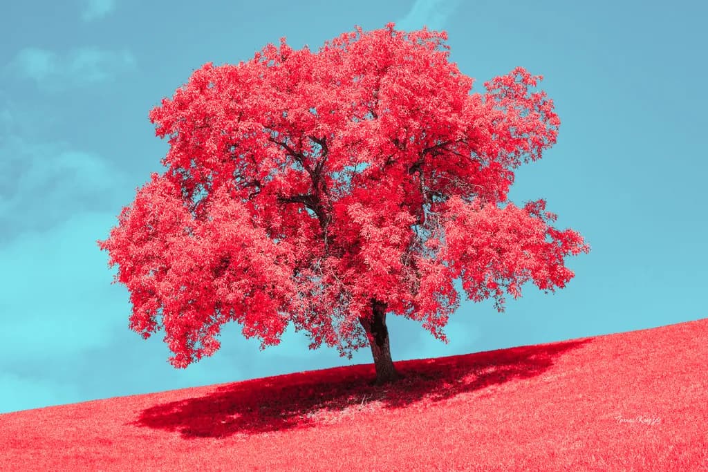 Crimson Solitude