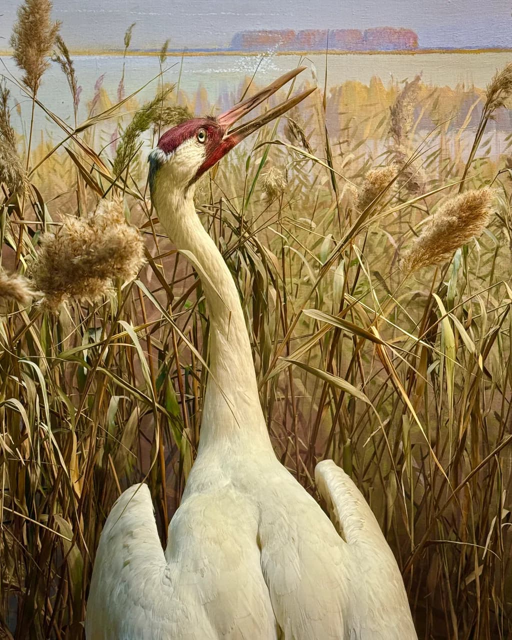 Cranes in Reeds