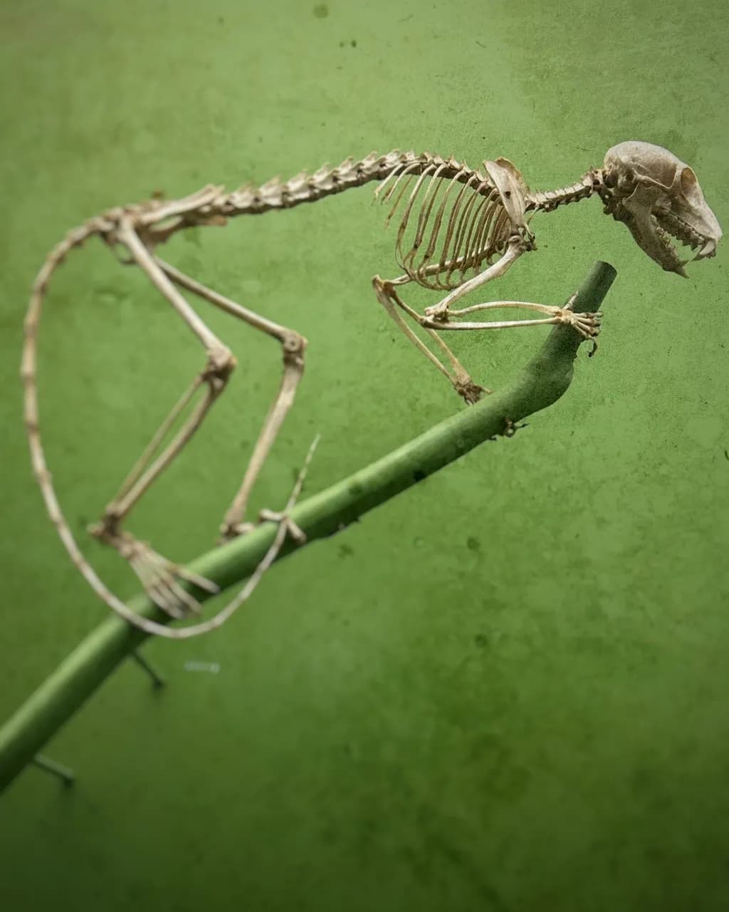 Skeleton Study