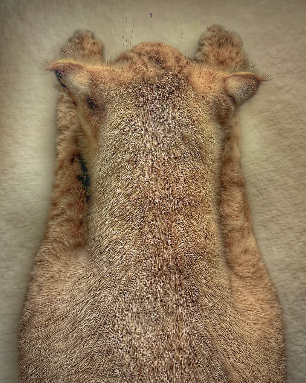 Feline Serenity