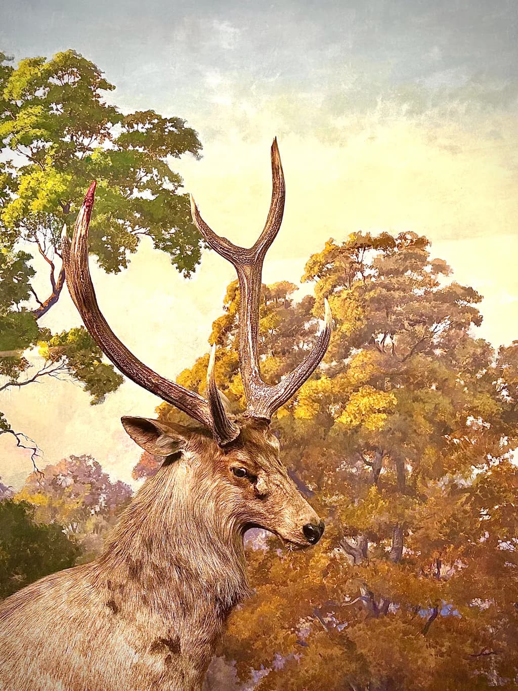 Majestic Antlers