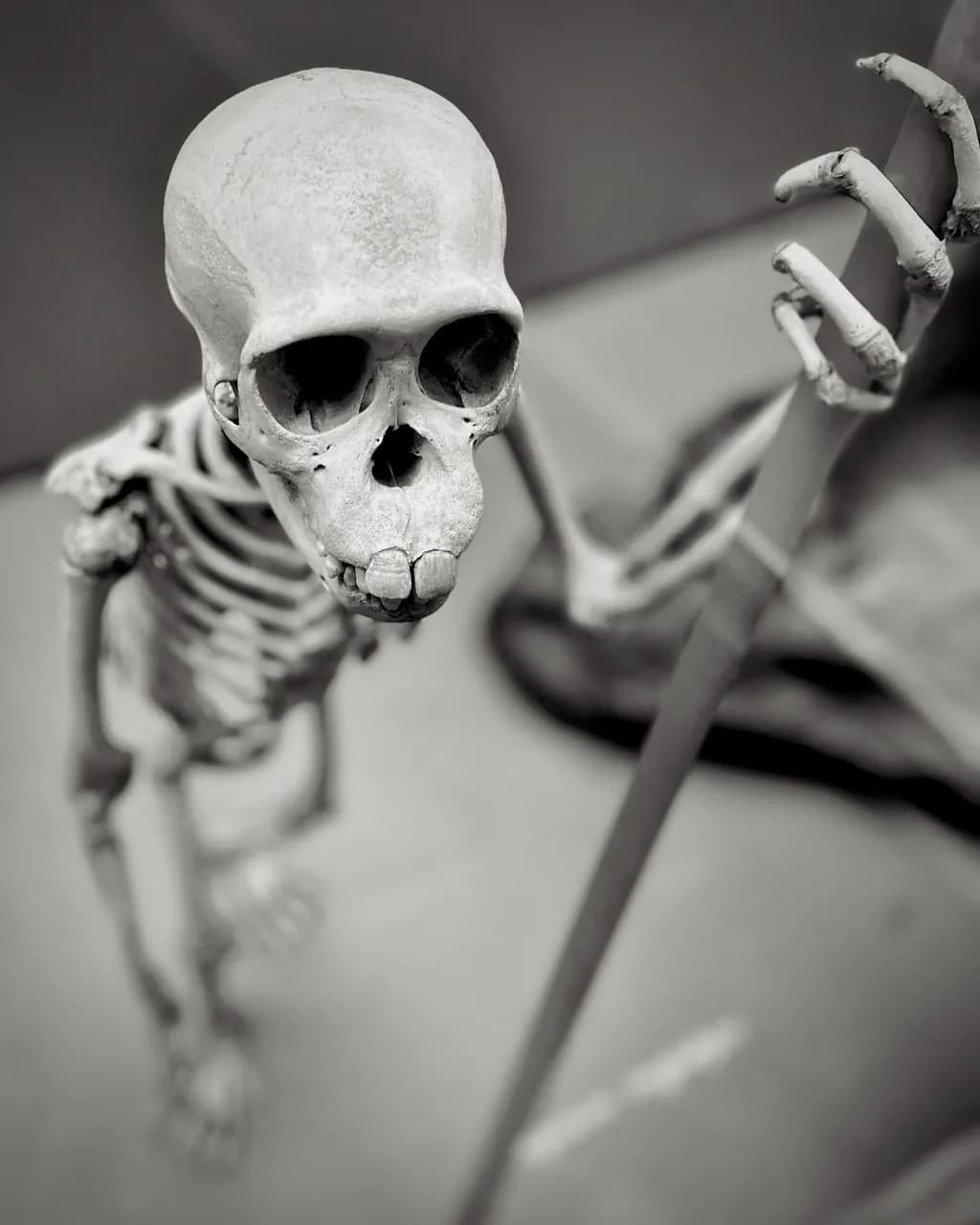 Skeletal Gaze