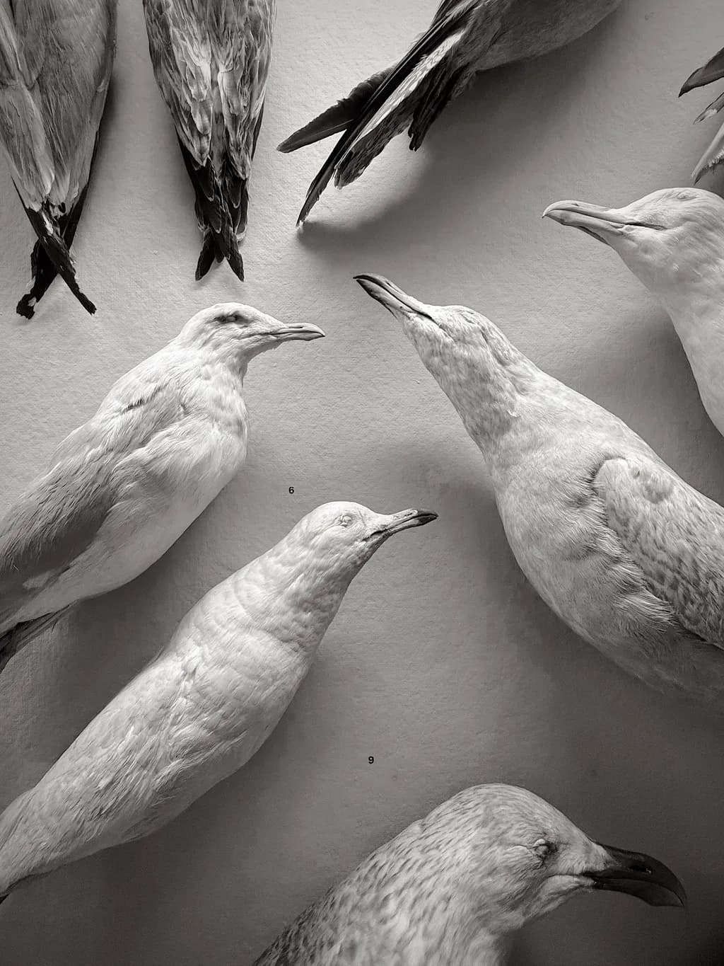Birds in Profile
