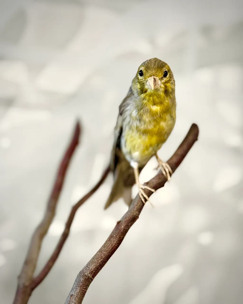 Inquisitive Perch