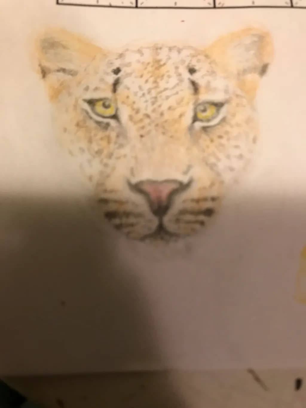 Leopard Gaze