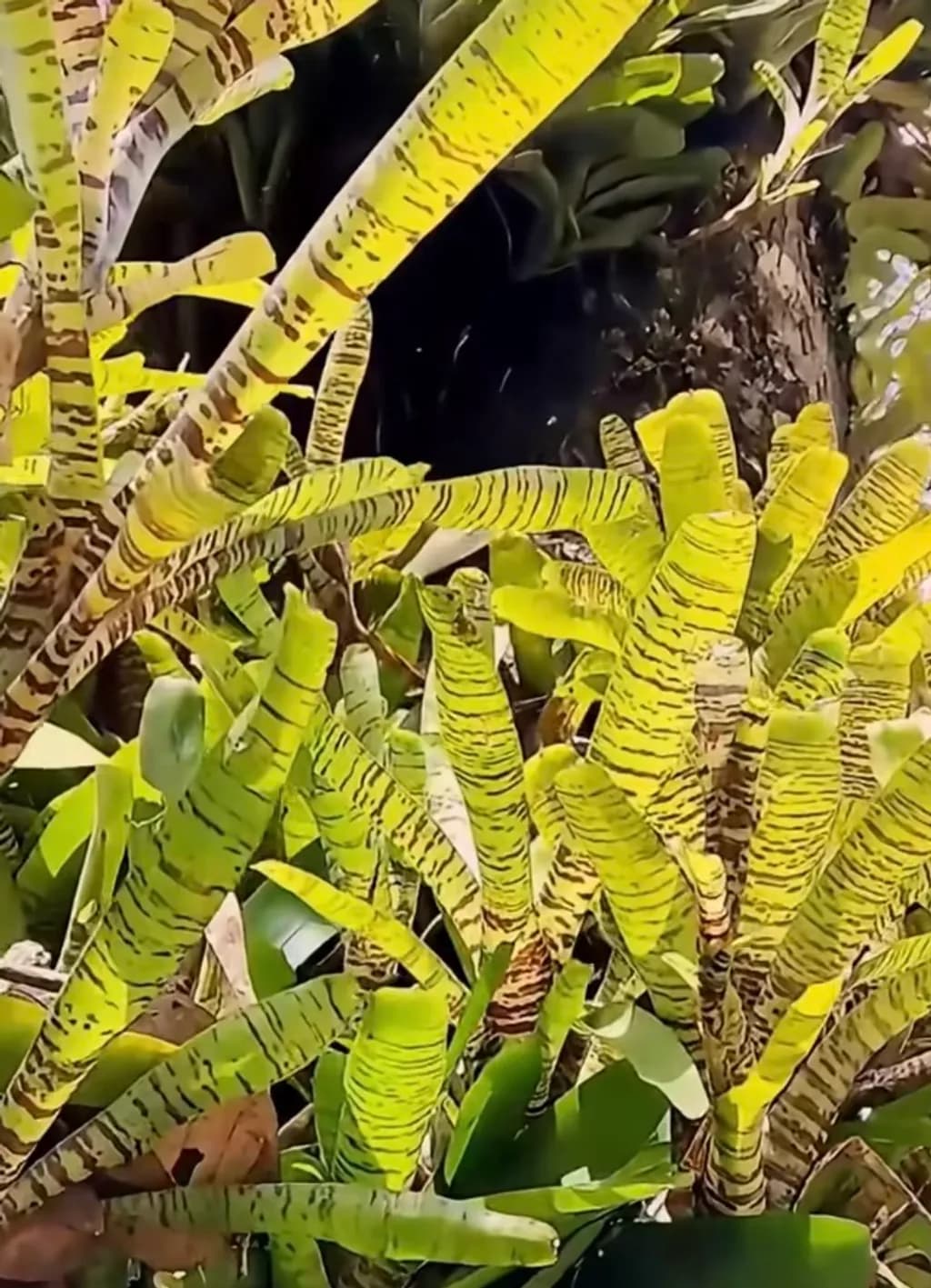 Exotic Foliage Delight