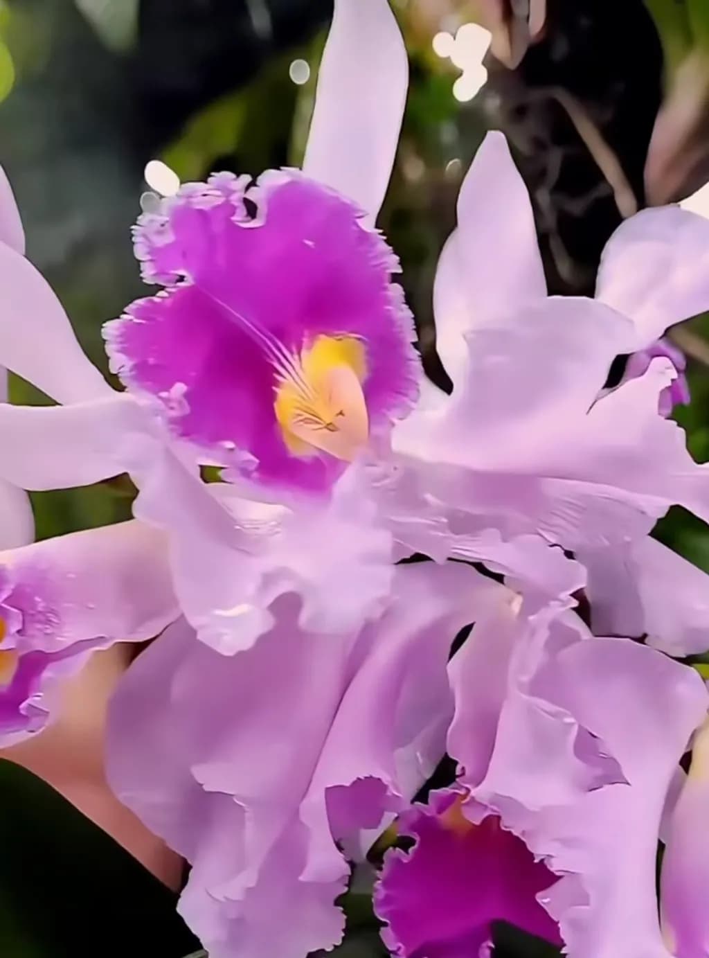 Orchid Elegance