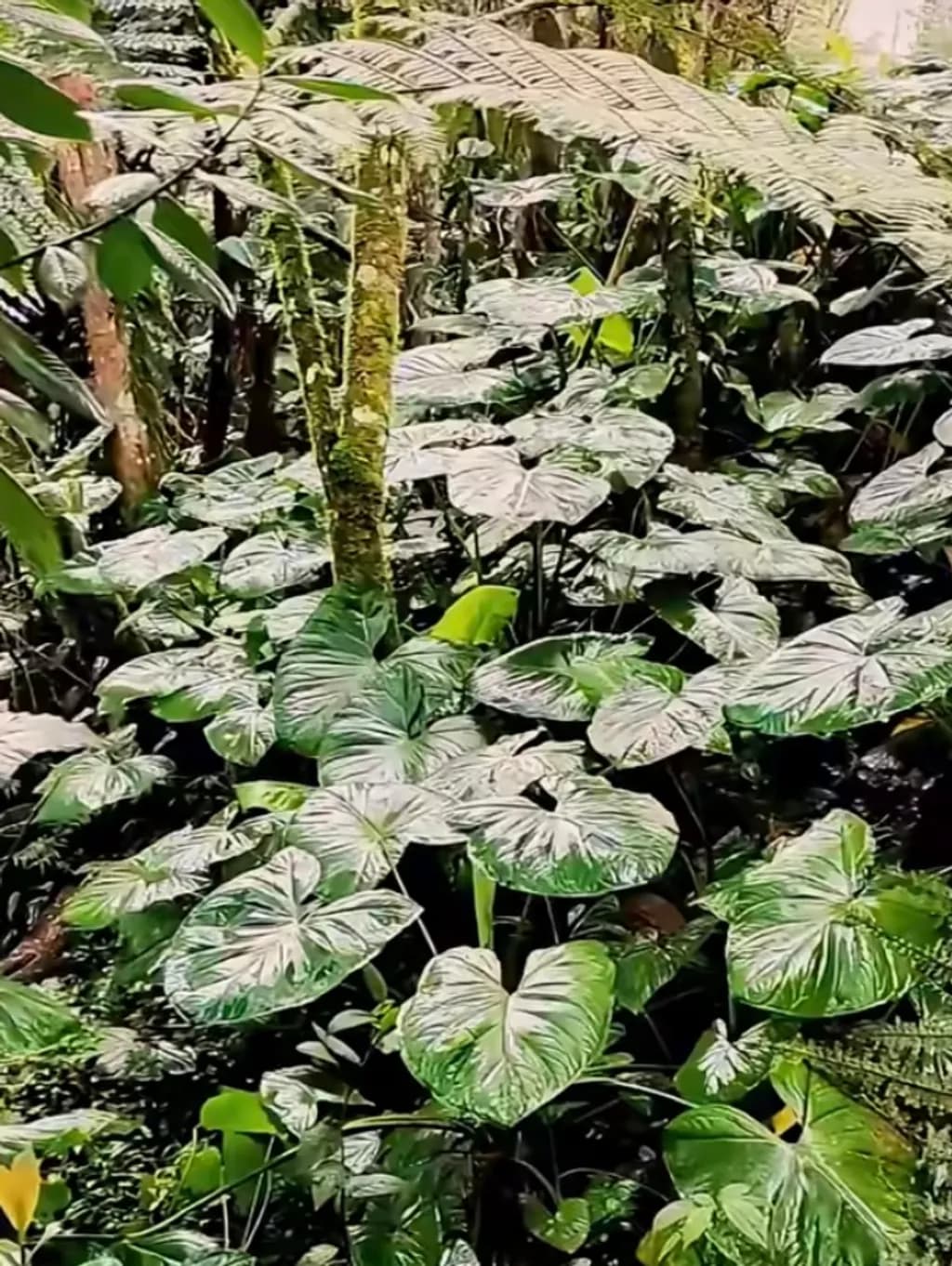 Lush Canopy