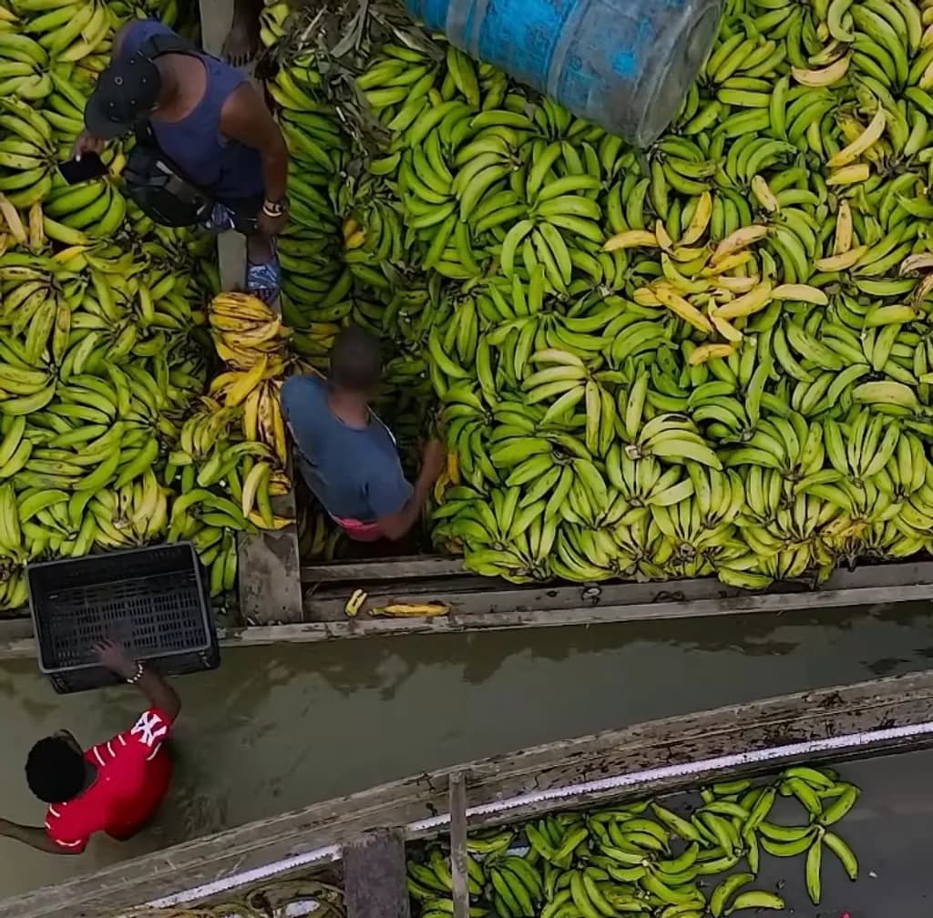 Banana Harvesting Scene