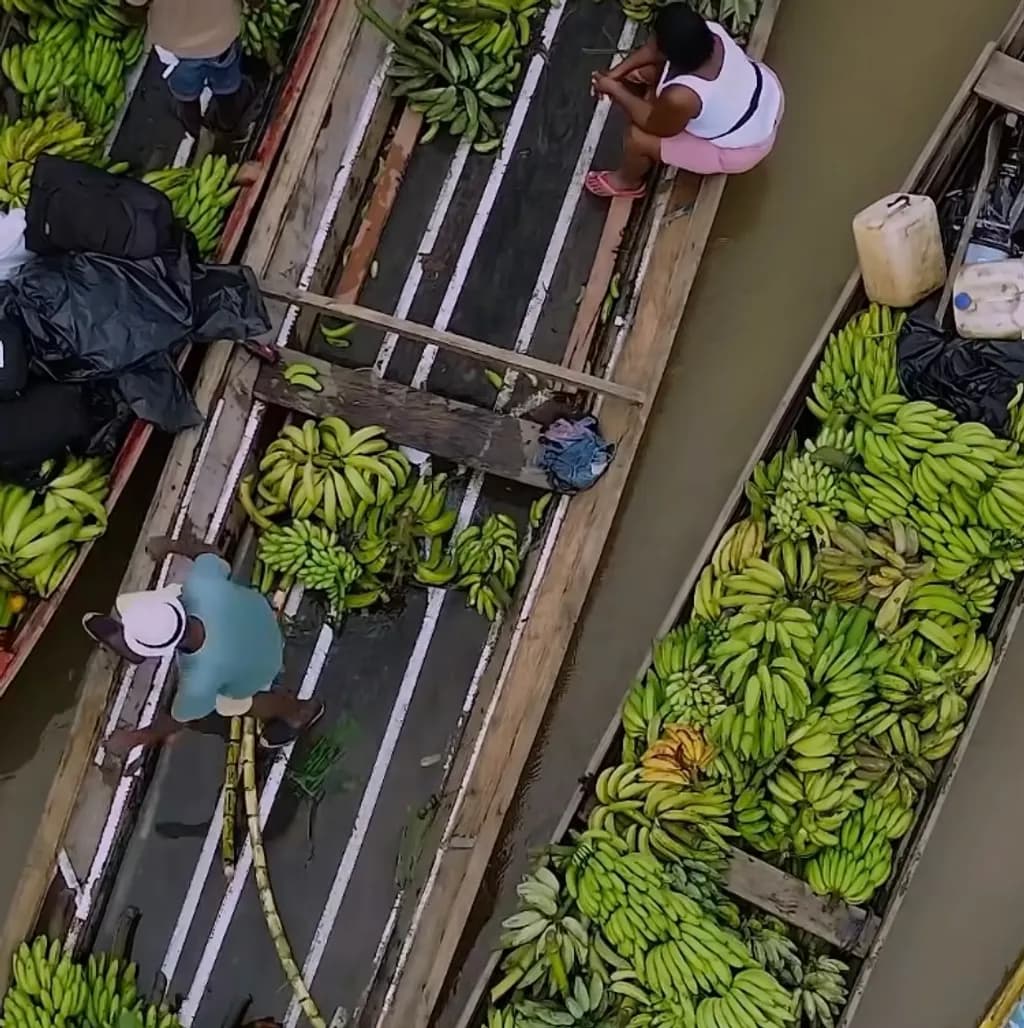 Banana Harvesting Boats