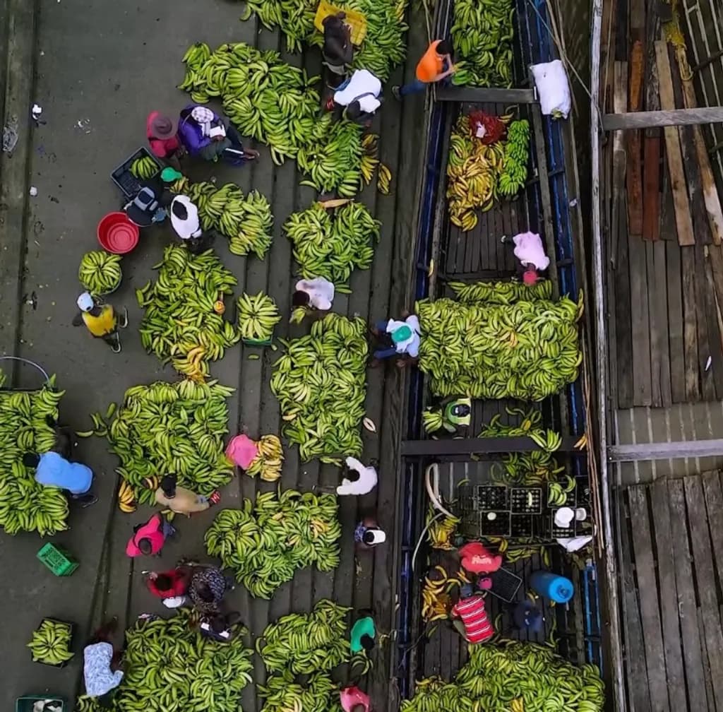 Banana Harvesting Scene