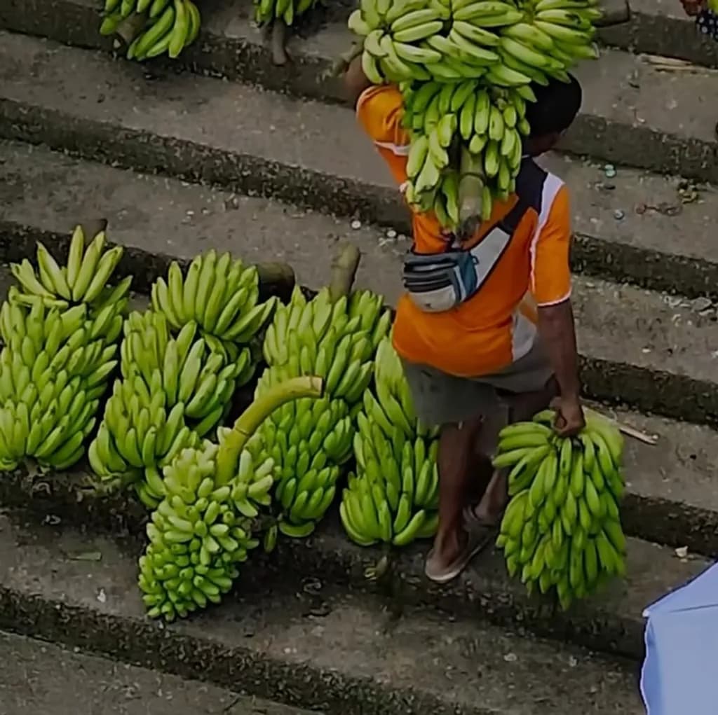 Banana Harvest Transport