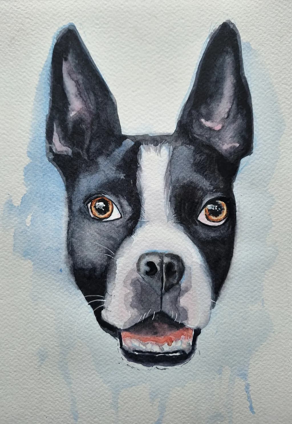 Boston Terrier Portrait