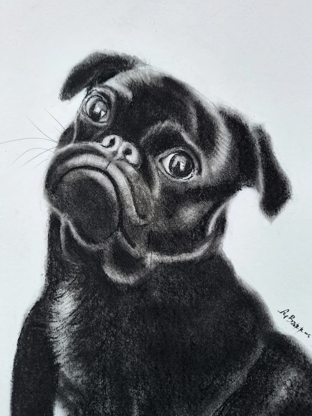 Pug Portrait