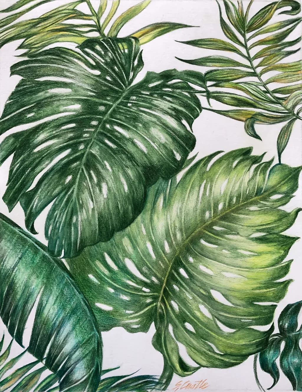 Bahama Broadleaf