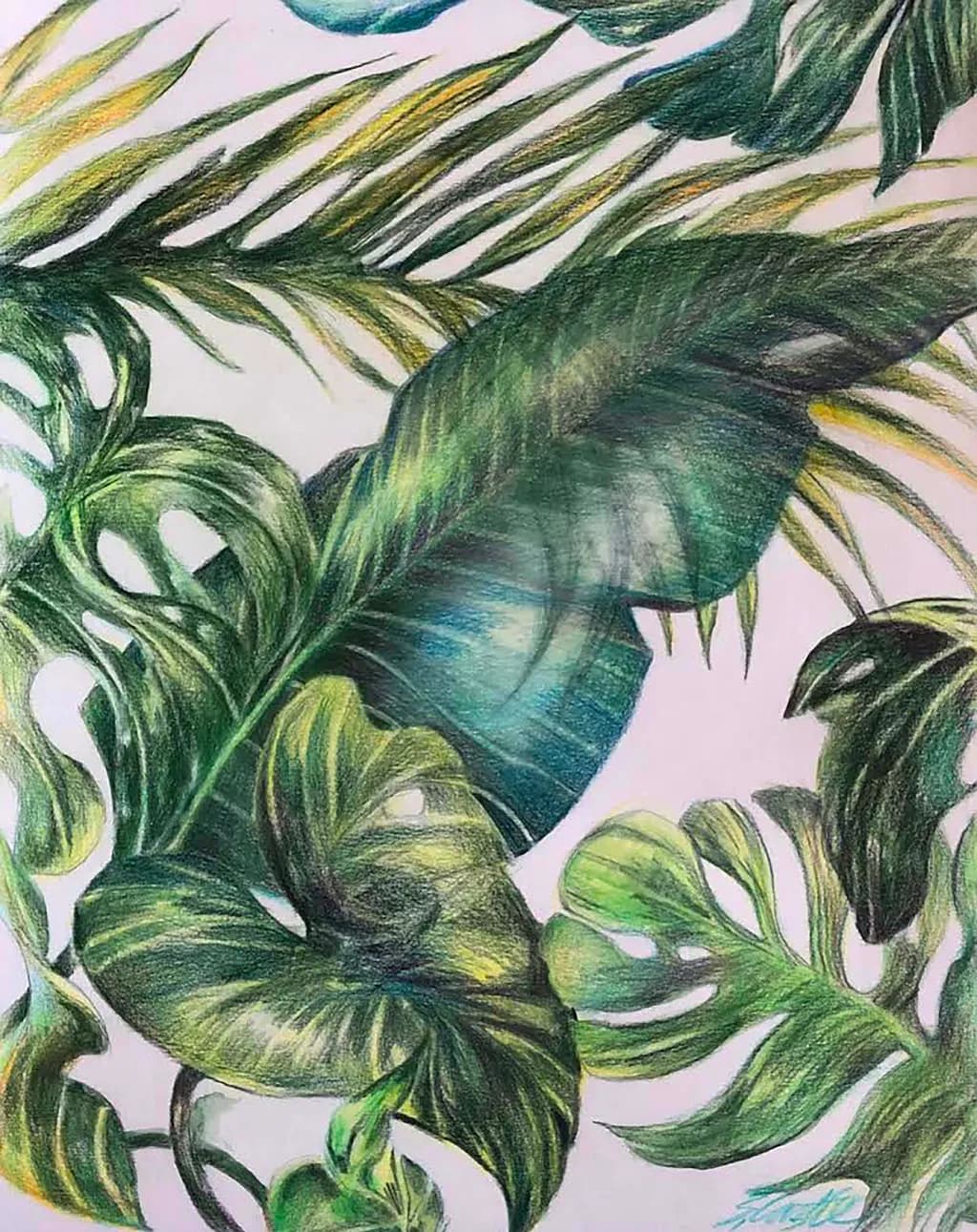 Broad Leaf Bahama