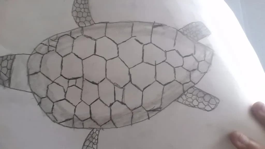 Geometric Turtle Shell