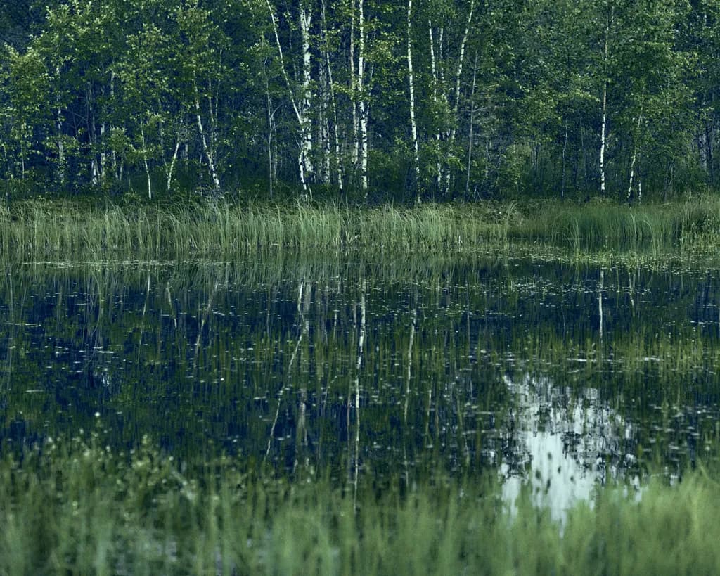 Birch Reflection