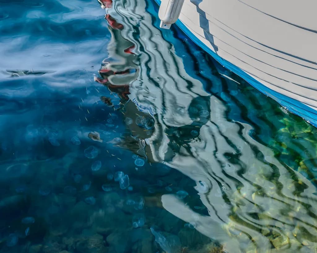 Jellyfish Reflection