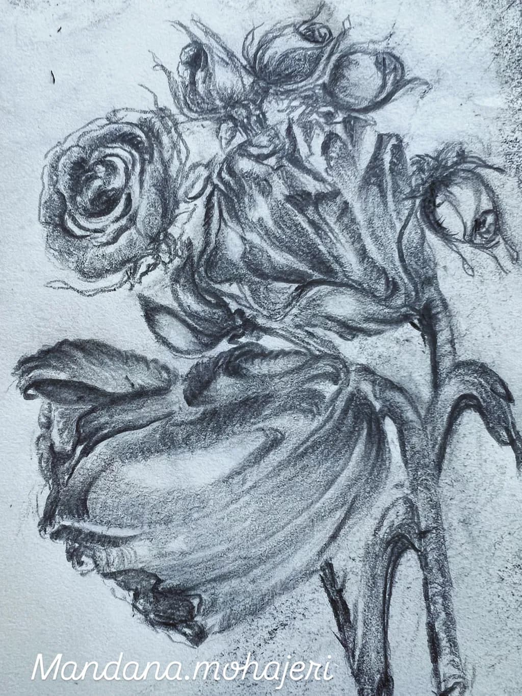 Charcoal Blooms