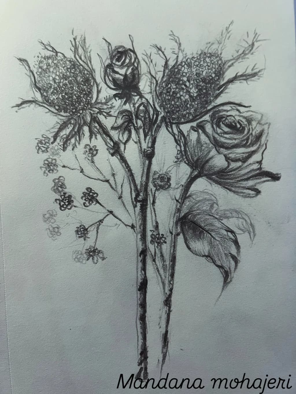 Botanical Sketch