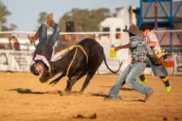 Steer Riding Action