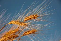 Golden Wheat
