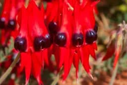 Sturt Desert Pea