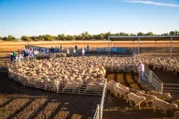 Sheep Yards