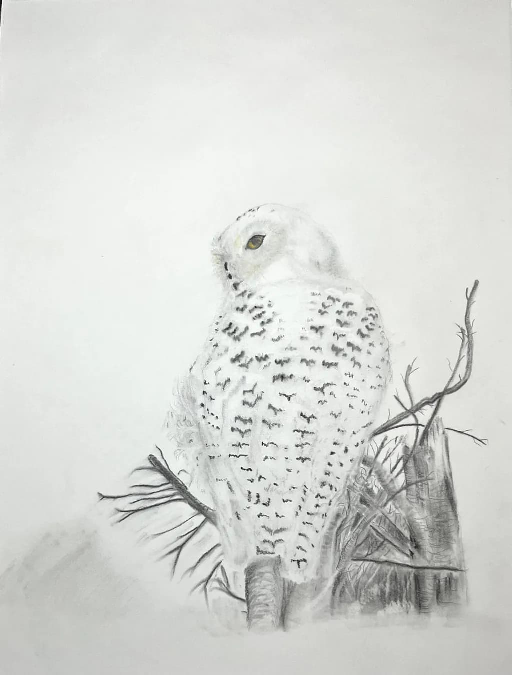Snowy Owl